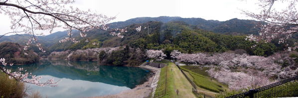 昭和池の写真